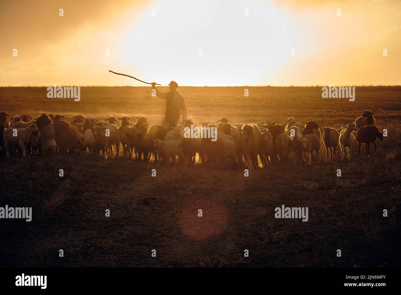 Un jeune berger avec un bâton, bergers et moutons à t Banque D'Images