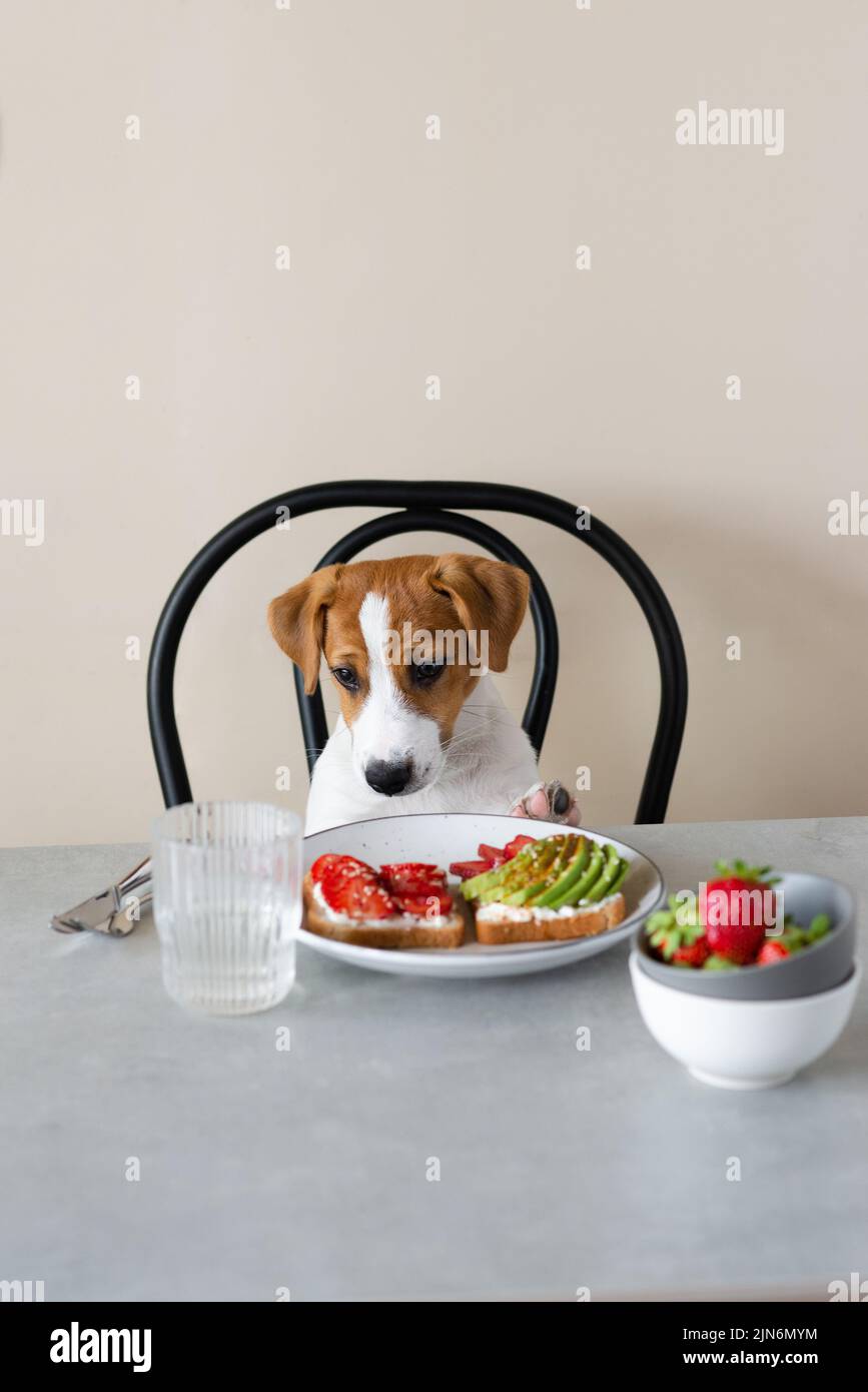 Mignon chien Jack Russell Terrier assis à la table avec de la nourriture Banque D'Images
