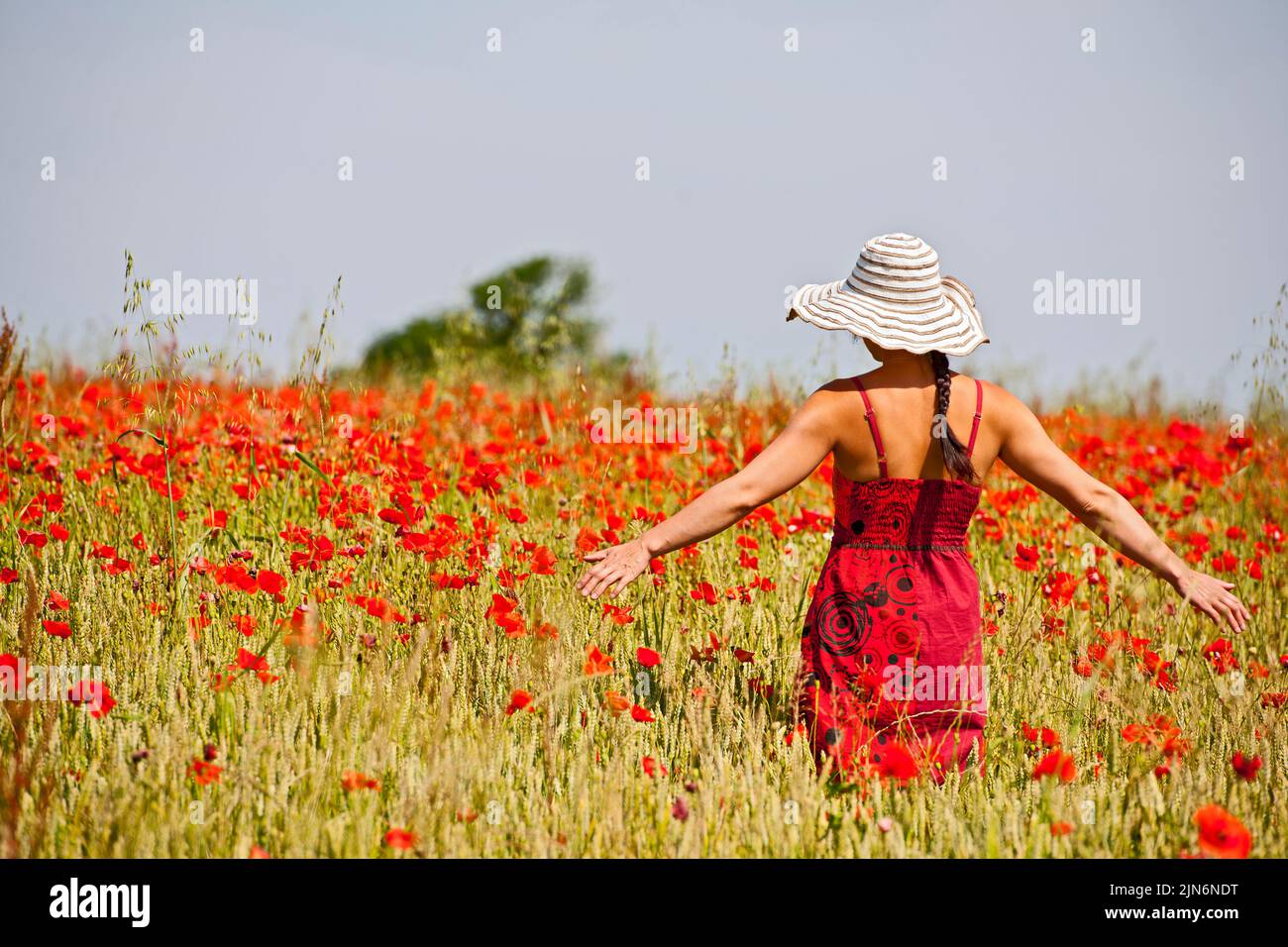Femme dans le domaine des coquelicots en fleurs à Sommerset / Angleterre Banque D'Images