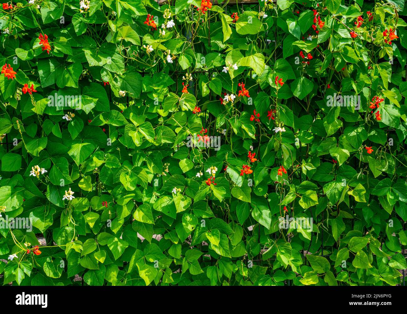 Arrière-plan de la culture des haricots dans un jardin avec des fleurs rouges et blanches (phaseolus coccineus) Banque D'Images