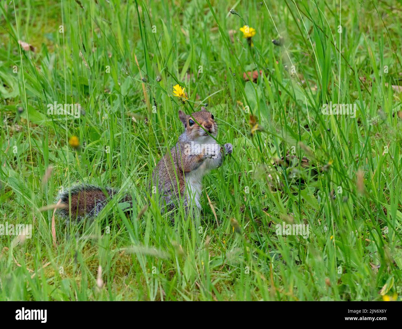 Écureuil gris Sciurus carolinensis en été, paître sur l'herbe et les fleurs Banque D'Images