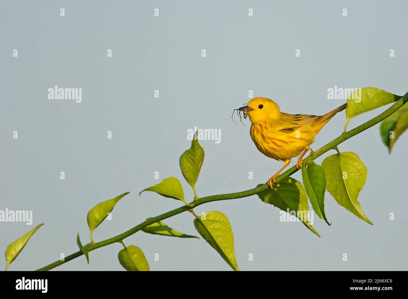 Paruline jaune mâle adulte avec proie d'insecte Banque D'Images
