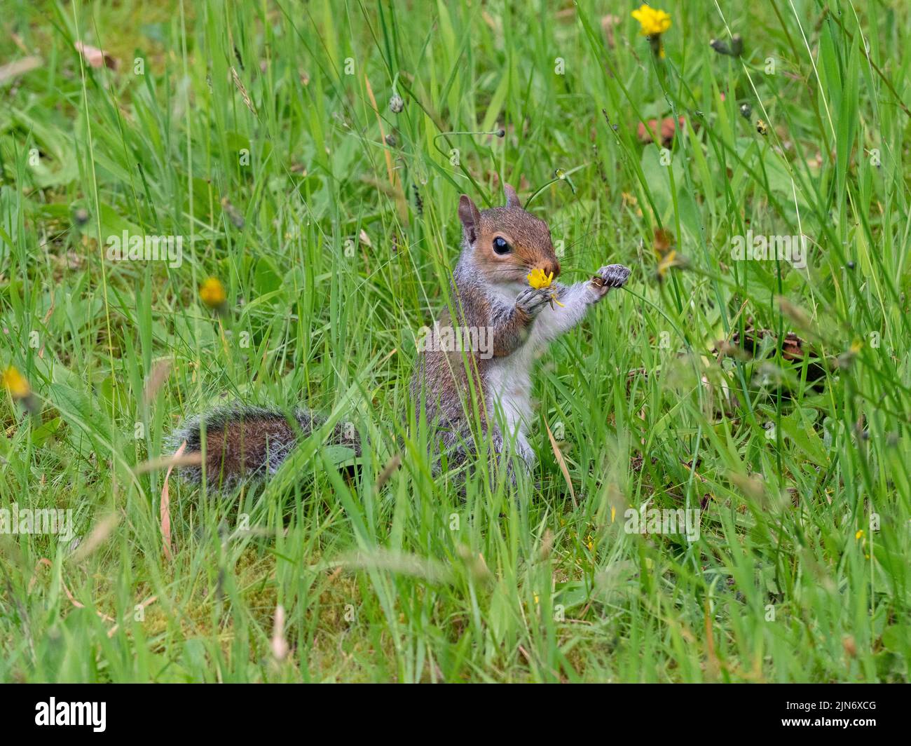 Écureuil gris Sciurus carolinensis en été, paître sur l'herbe et les fleurs Banque D'Images