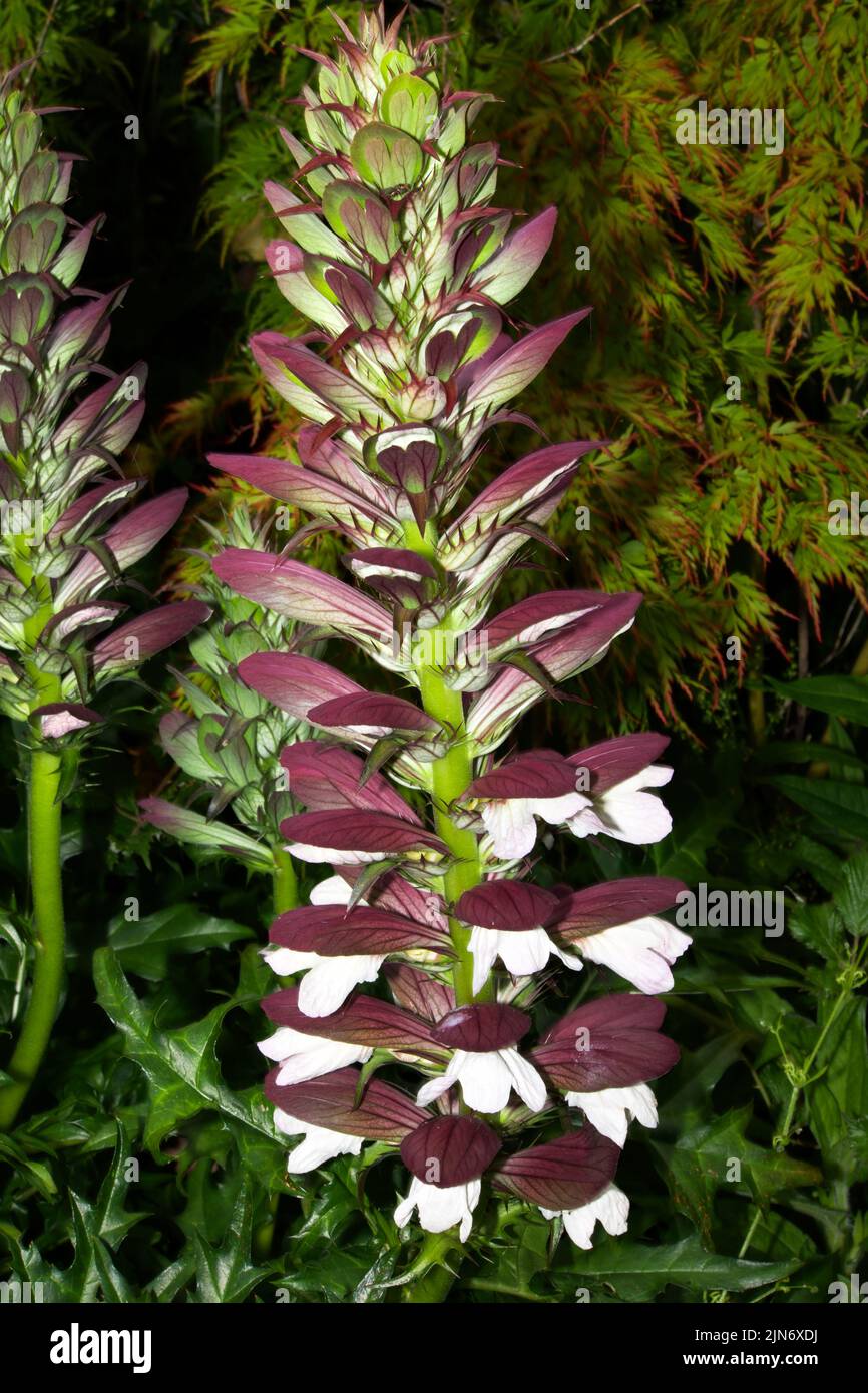 Acanthus spinosus (bréch de l'ours épineux) est originaire du sud de l'Europe, de l'Italie à l'ouest de la Turquie, où il pousse en bordure de bois et en broussailles. Banque D'Images