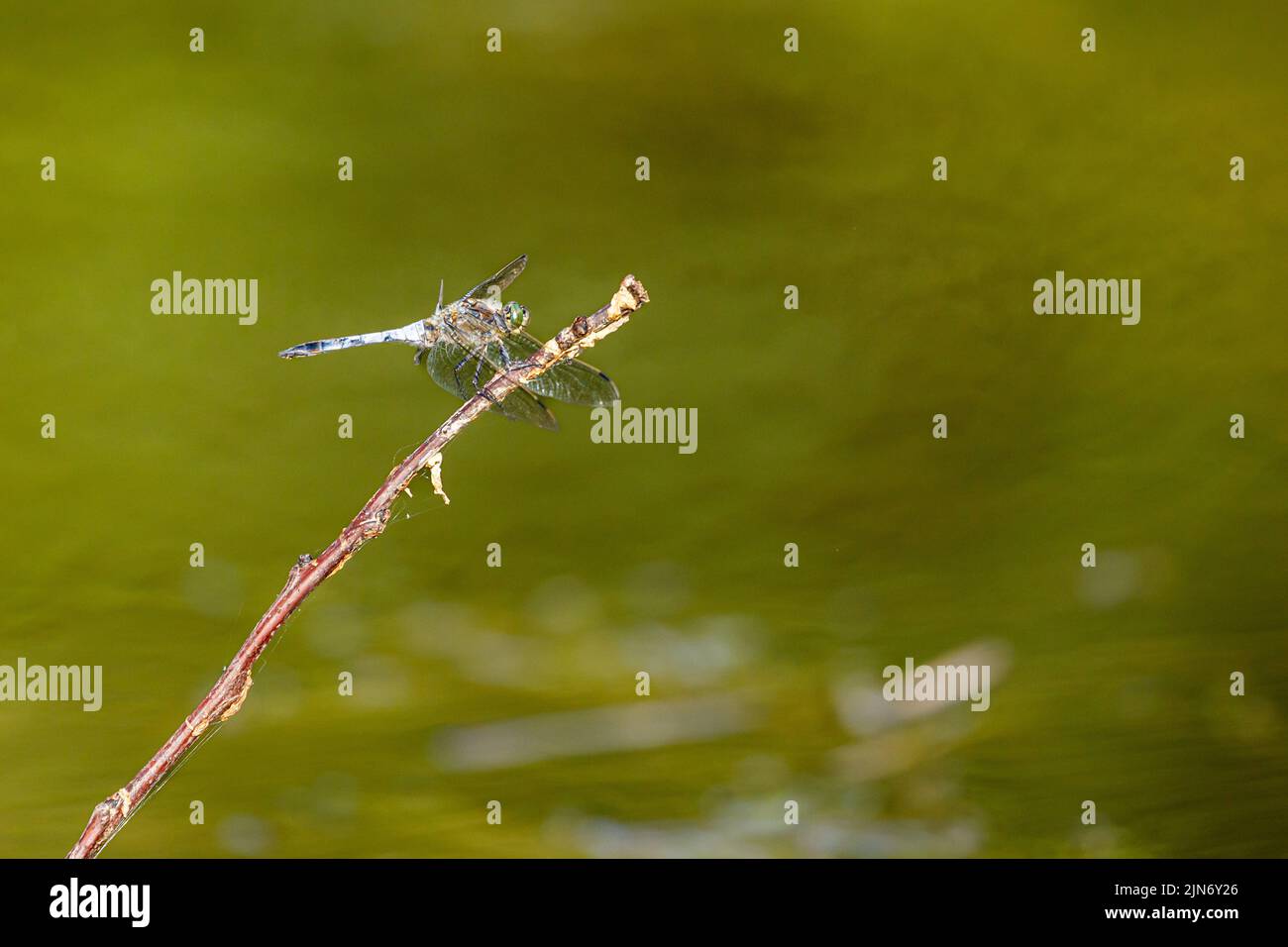 une libellule à feuilles bleues au bord d'une rivière Banque D'Images