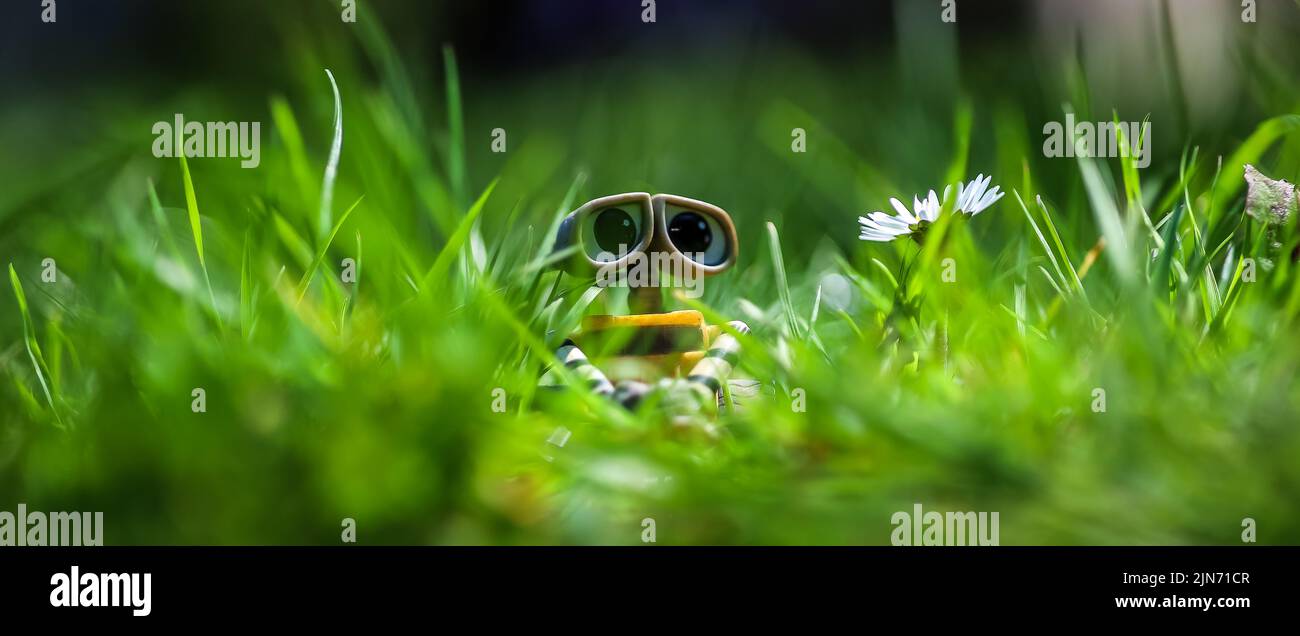 Un jouet WALL-E dans le jardin avec une Marguerite Banque D'Images