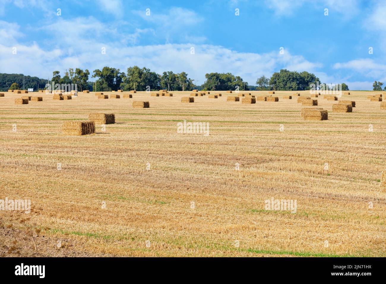 La paille est emballée dans des poulies rectangulaires sur un large champ de récolte contre un ciel bleu. Paysage rural. Copier l'espace. Gros plan. Banque D'Images