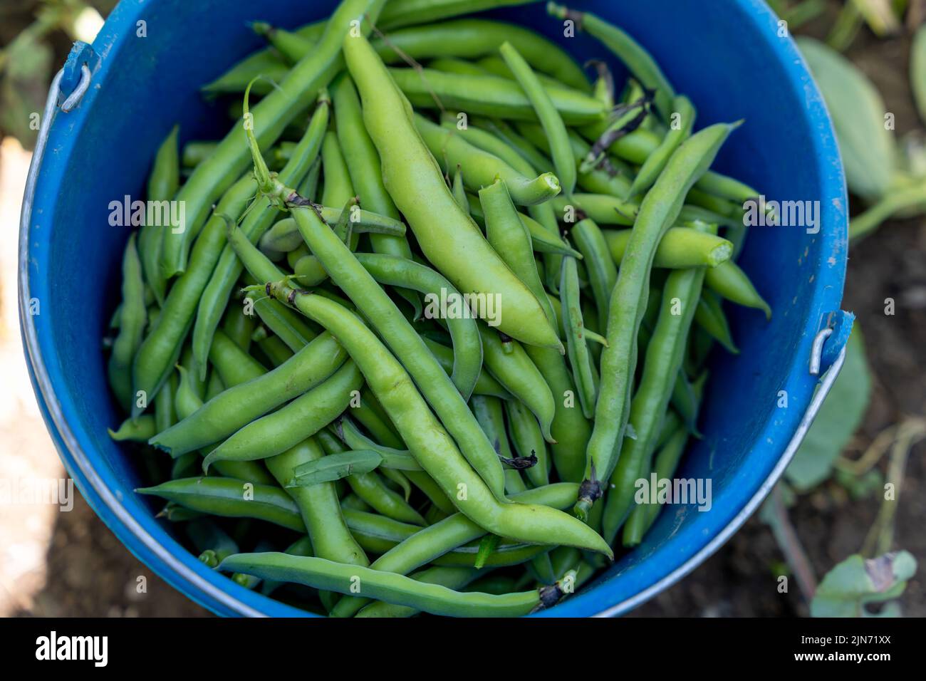 seau bleu plein de haricots verts recueillis dans le jardin, concept de qualité de vie Banque D'Images