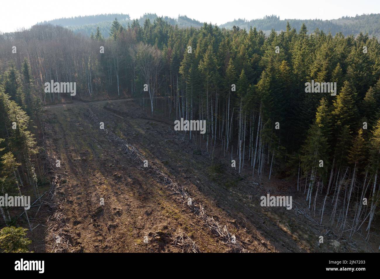 Vue aérienne de la forêt de pins avec une grande superficie d'arbres coupés à la suite de l'industrie mondiale de déboisement. Influence humaine néfaste sur l'écologie mondiale Banque D'Images