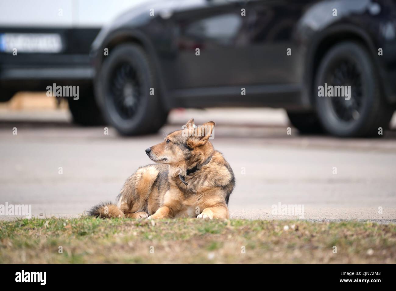 Grand chien blanc et brun posé sur la rue ou la route asphaltée près de la voiture attendant le propriétaire Banque D'Images