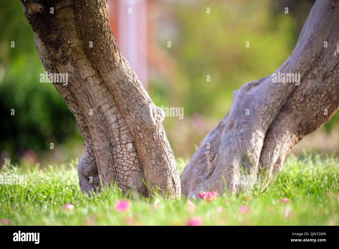 Grand arbre poussant dans l'herbe de cils verte. Agriculture et jardinage Banque D'Images