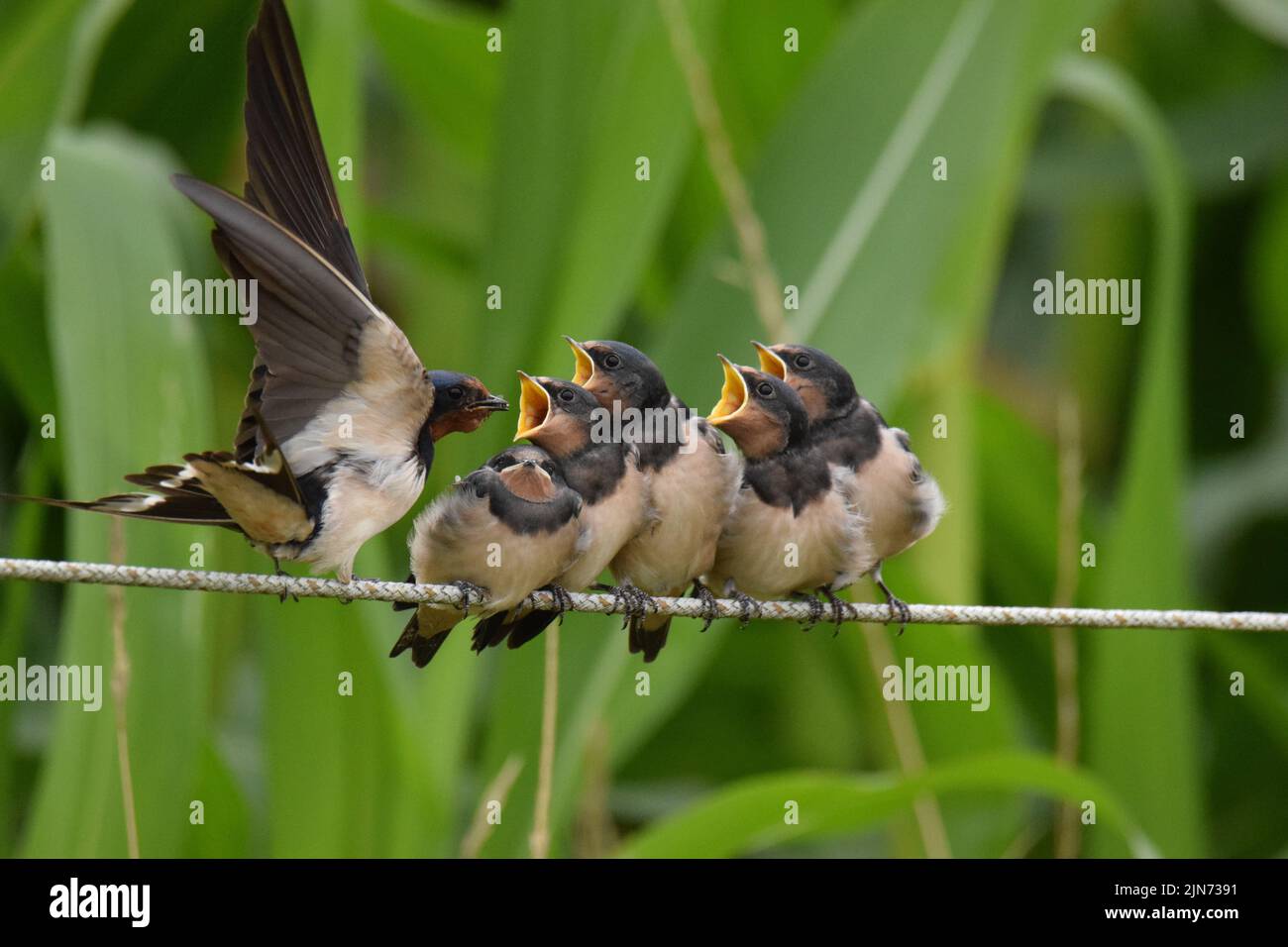 Un gros plan d'un groupe de jeunes hirondelles de grange (Hirundo rustica) nourries par leur parent Banque D'Images