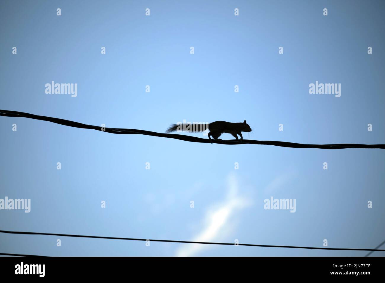 Silhouette sombre d'écureuil qui court le long de câbles électriques ou téléphoniques sur fond de ciel bleu clair Banque D'Images