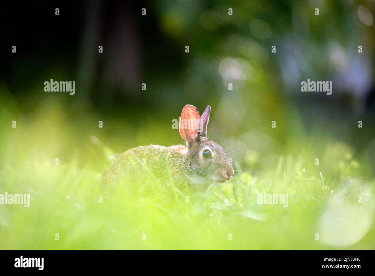 Petit lièvre gris mangeant de l'herbe sur le terrain d'été. Lapin sauvage dans la nature Banque D'Images
