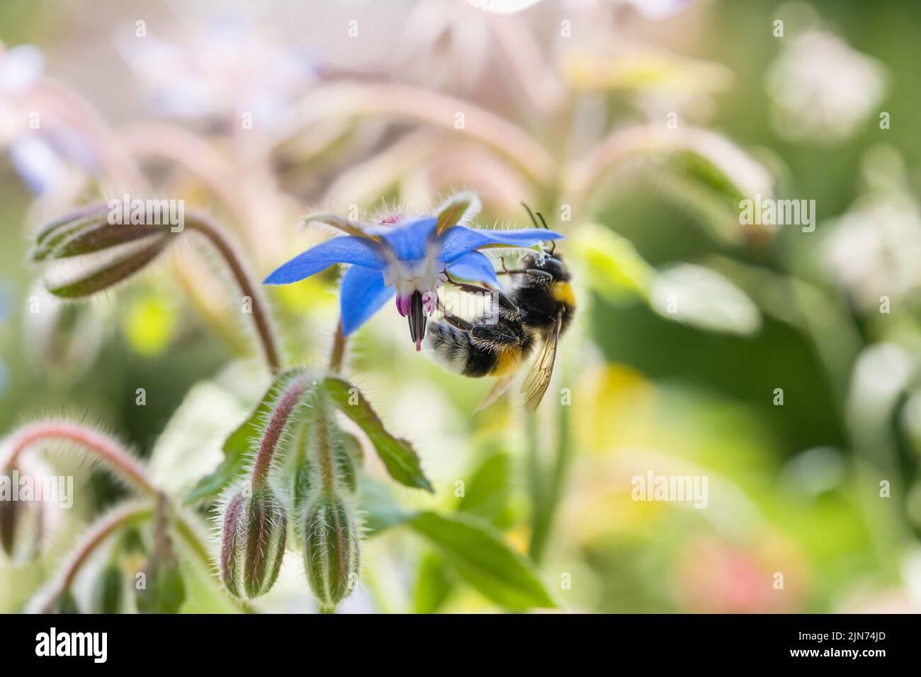Bomblebee à queue de buffle (Bombus terrestris) prenant le nectar de Borago officinalis. Arrière-plan de la nature d'été Banque D'Images