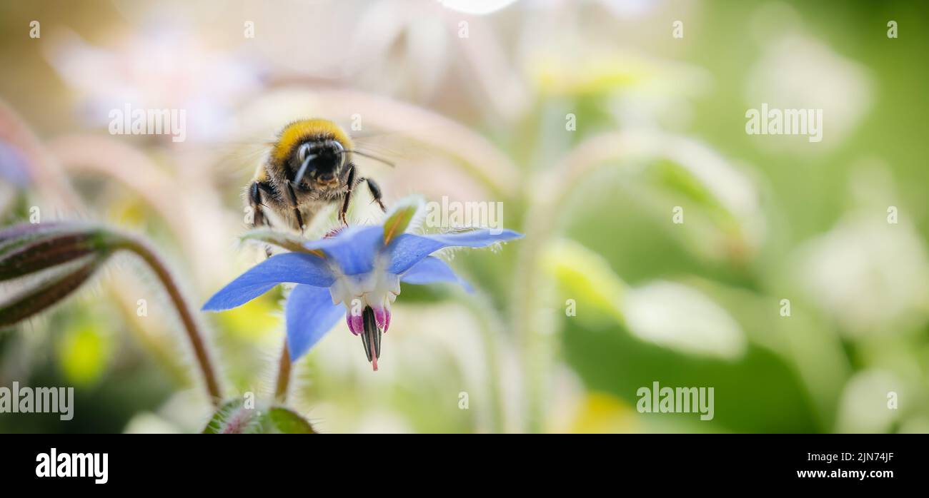 Bomblebee à queue de buffle (Bombus terrestris) prenant le nectar de Borago officinalis. Arrière-plan de la nature d'été avec espace de copie. Bannière Banque D'Images