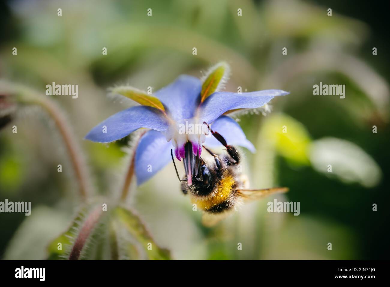 Bomblebee à queue de buffle (Bombus terrestris) prenant le nectar de Borago officinalis. Arrière-plan de la nature d'été Banque D'Images