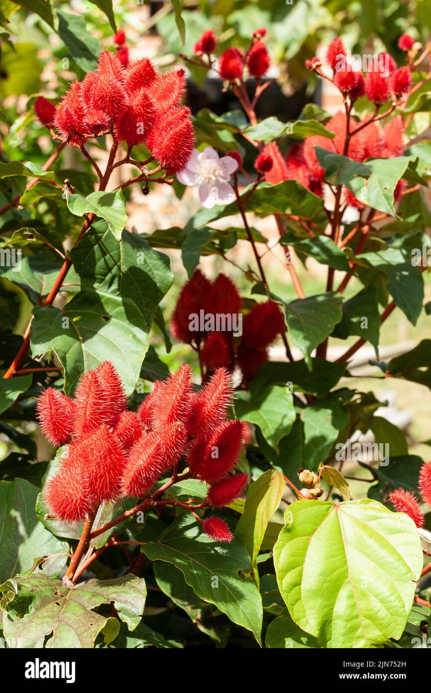 Bixa Orellana - Annatto Bush chargé et prêt pour la récolte Banque D'Images