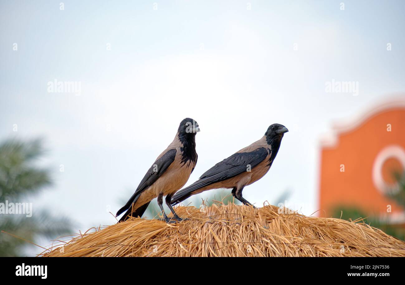 Deux oiseaux corvés assis sur le haut d'un parapluie de paille sur la plage contre le ciel bleu vif Banque D'Images
