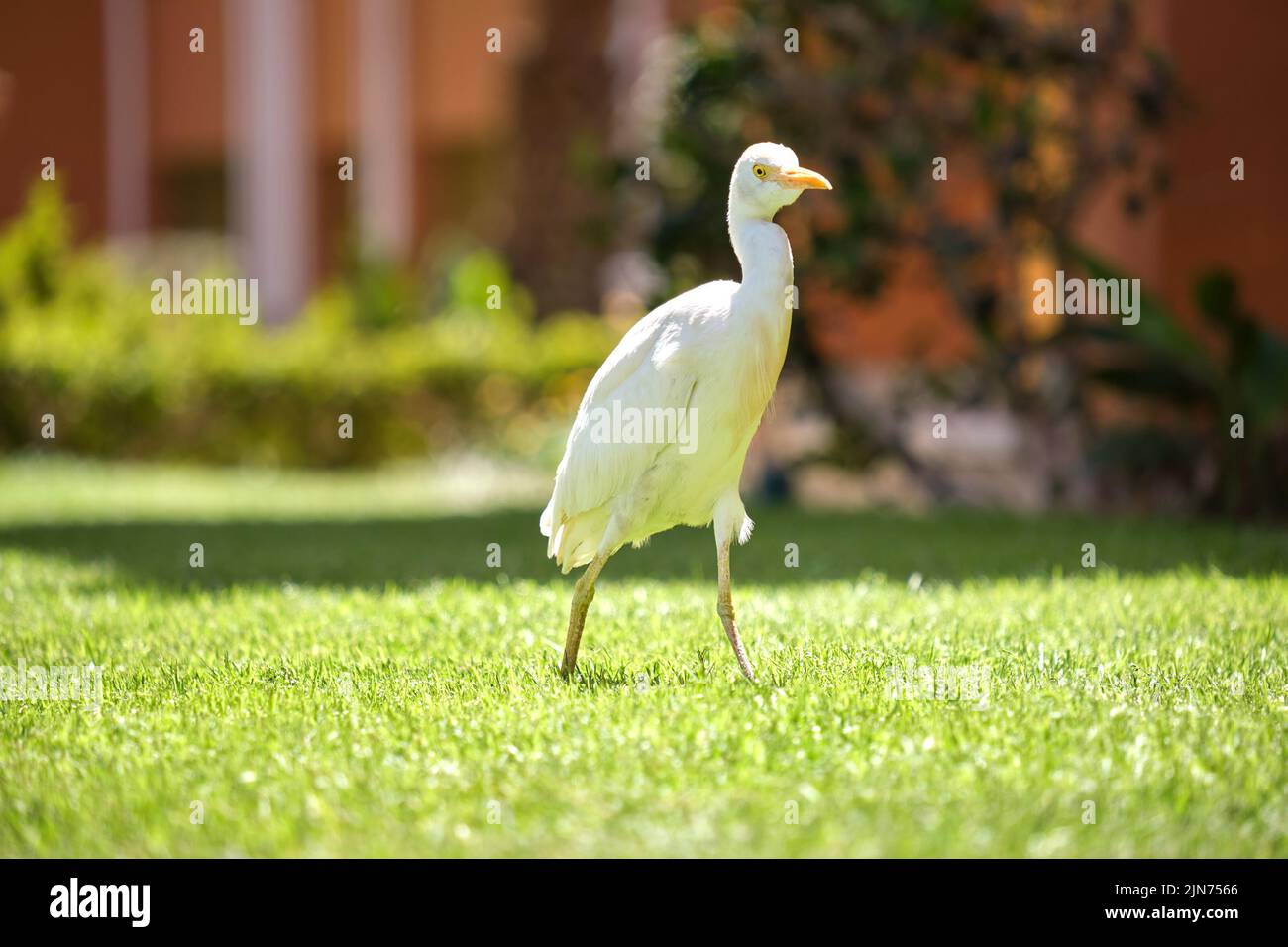 Oiseau sauvage d'aigrette de bétail blanc, également connu sous le nom de Bubulcus ibis, marchant sur une pelouse verte en été Banque D'Images