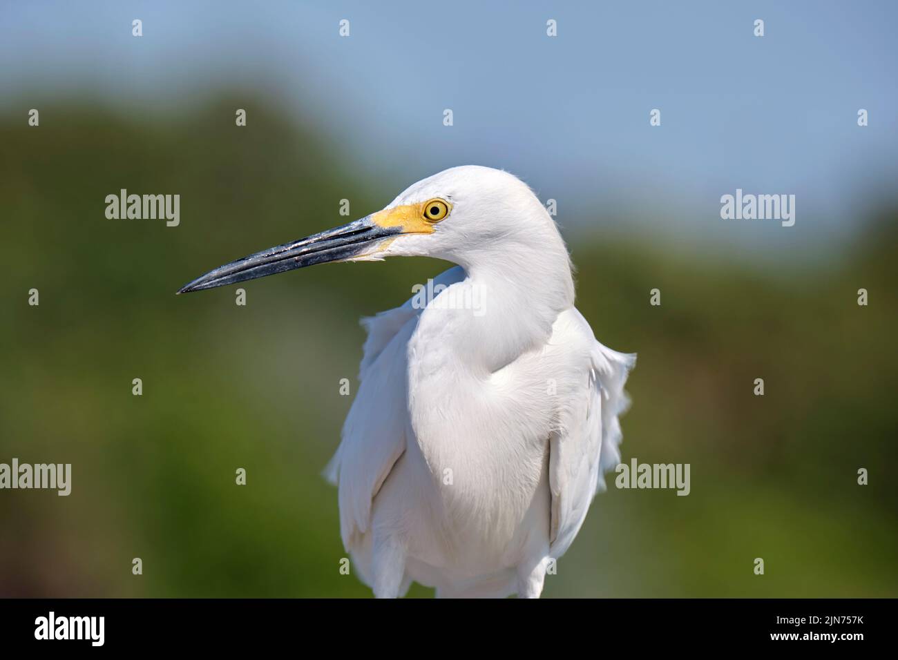 Héron blanc oiseau de mer sauvage, également connu sous le nom de grand aigrette en bord de mer en été Banque D'Images