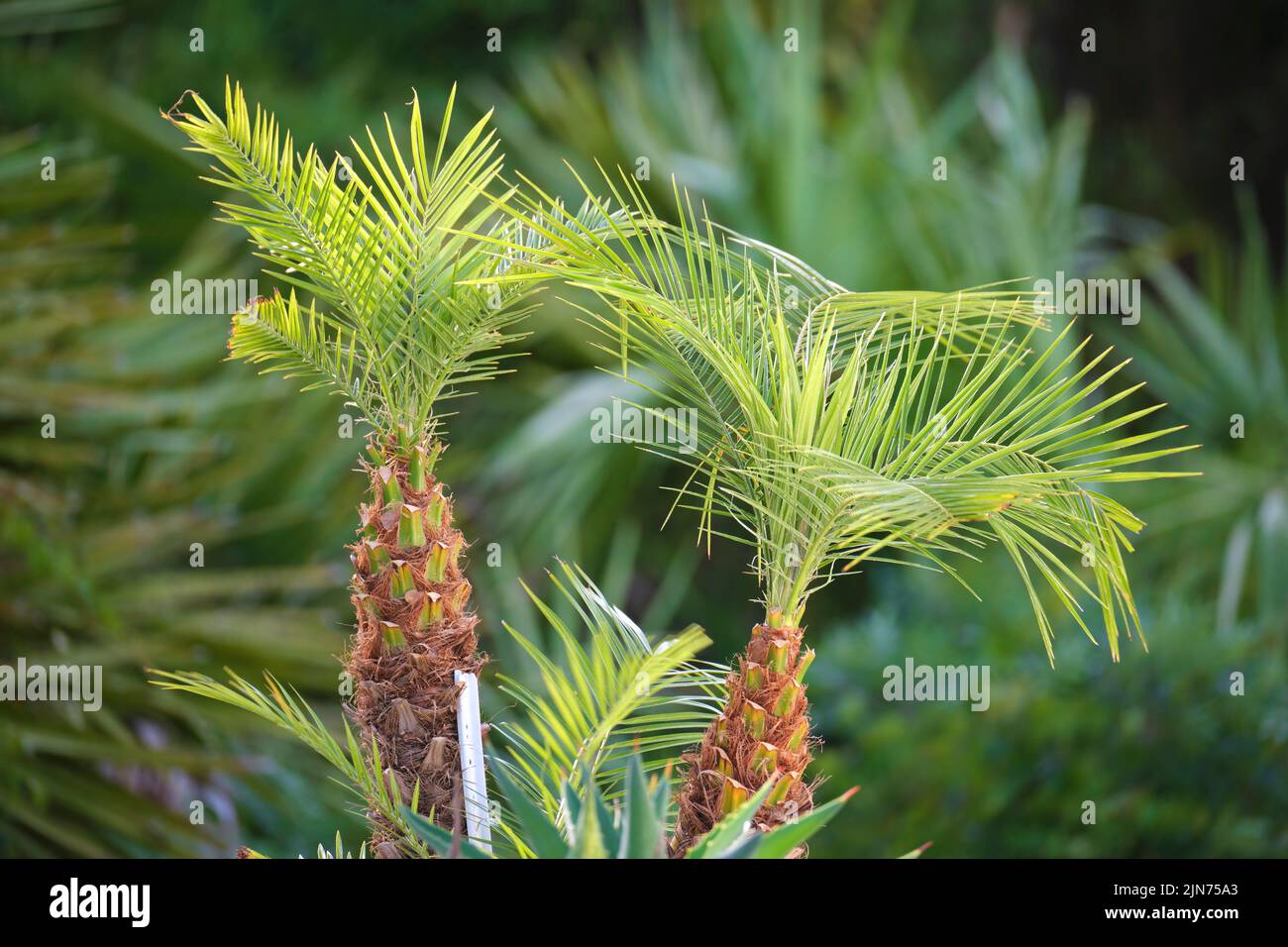 Jeunes palmiers à noix de coco frais avec des feuilles de vert vif qui groving dans des conditions naturelles à l'extérieur Banque D'Images