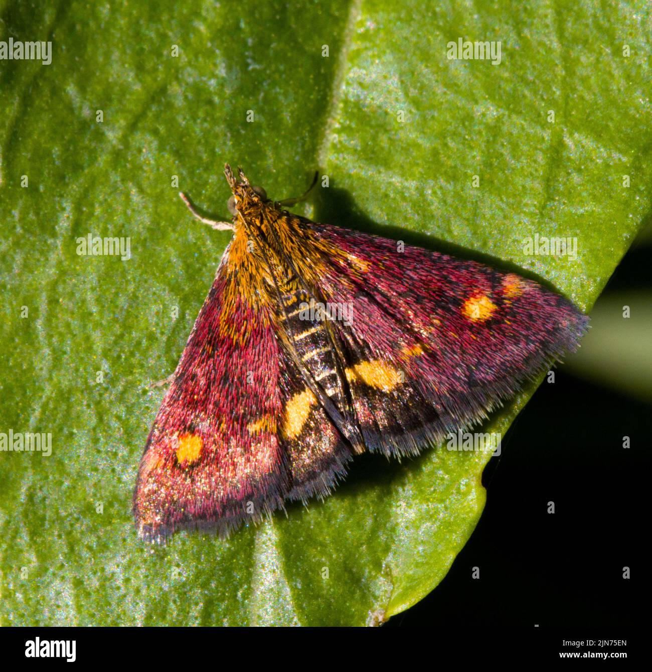 Menthe pyrausta aurata Purpuralis Banque D'Images
