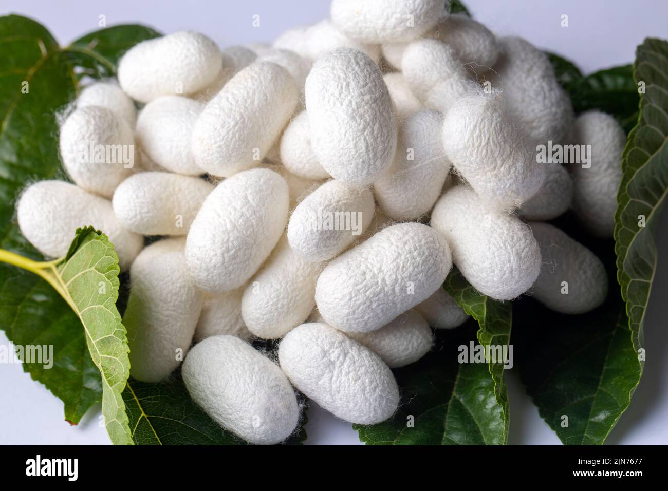 Écorce de cocons de ver à soie blanc. C'est la source de fil de soie et de tissu de soie Banque D'Images