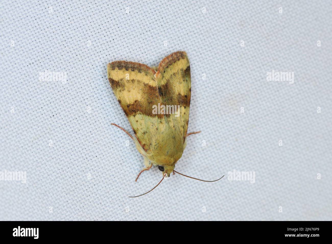 Clover à rayures aux épaules - Heliothis maritima Banque D'Images