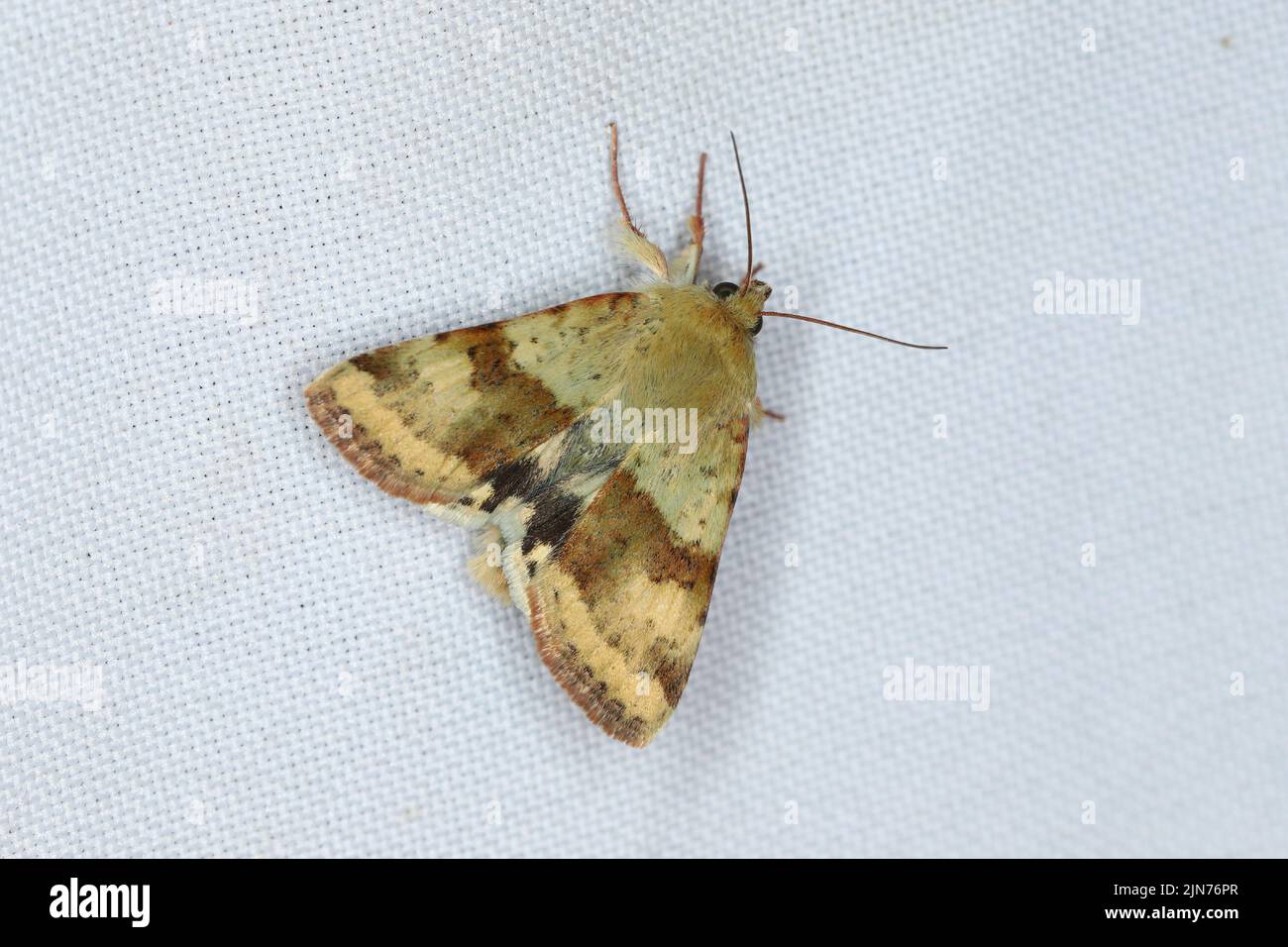 Clover à rayures aux épaules - Heliothis maritima Banque D'Images