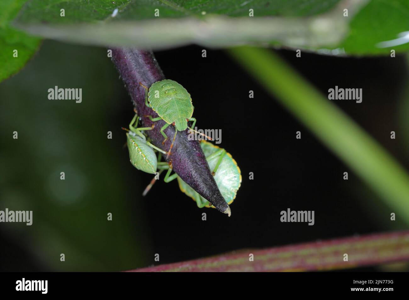 Larves de punaises de bouclier (Pentatomidae) se nourrissant de haricots. Banque D'Images