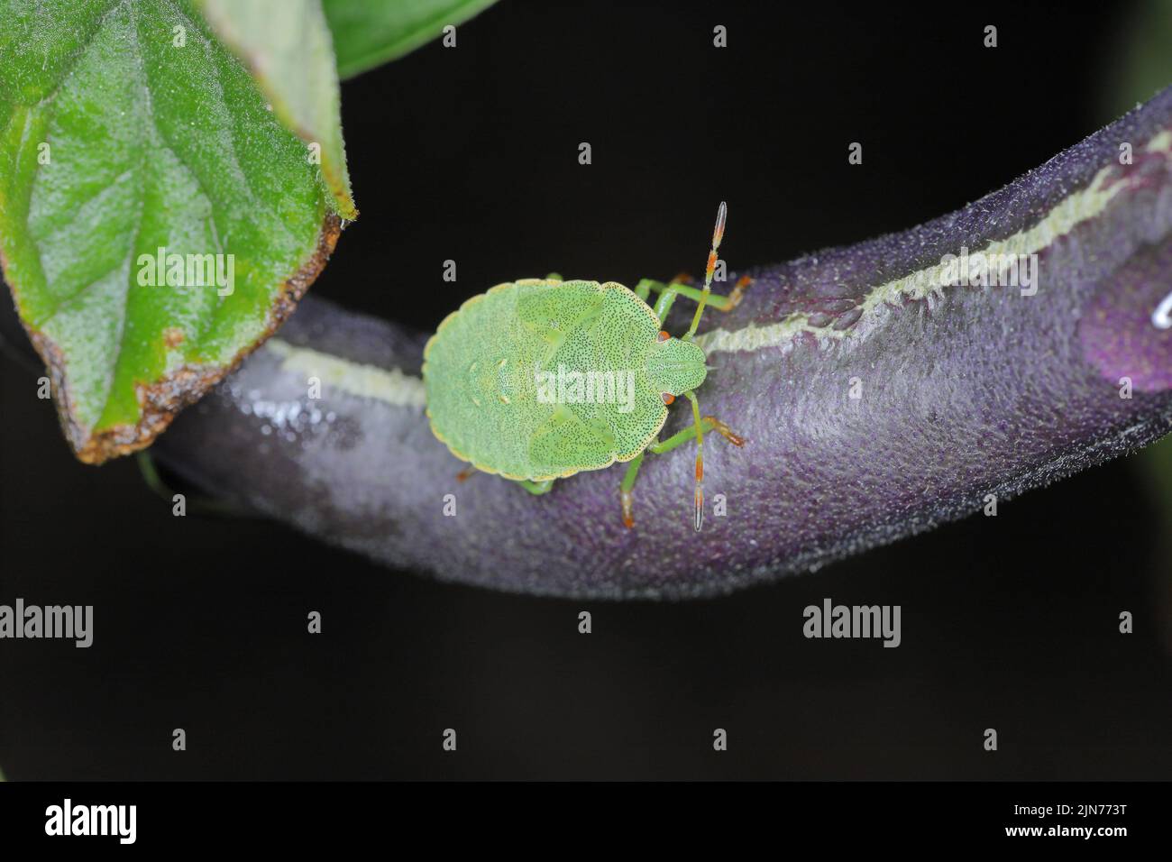 Larves de punaises de bouclier (Pentatomidae) se nourrissant de haricots. Banque D'Images