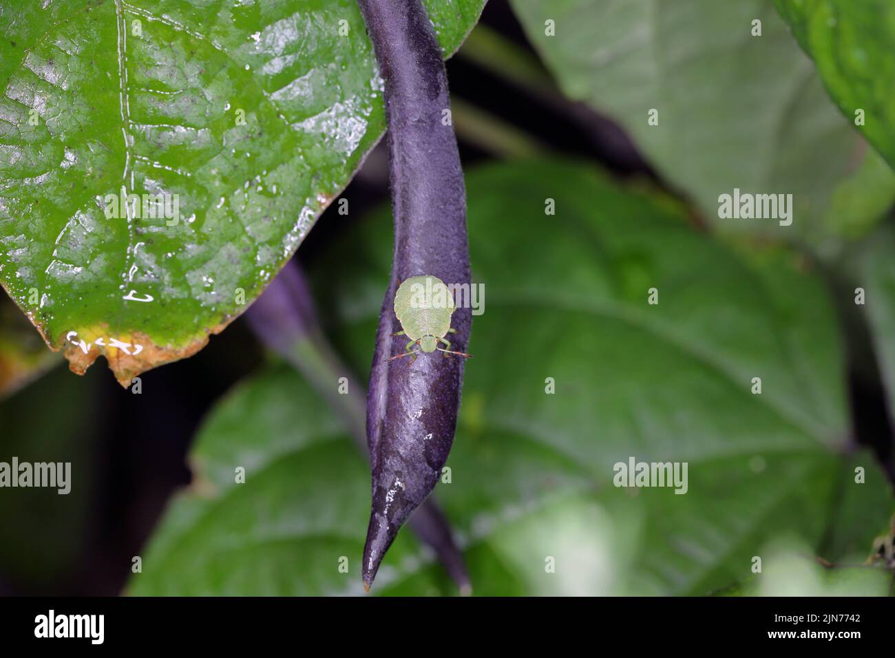 Larves de punaises de bouclier (Pentatomidae) se nourrissant de haricots. Banque D'Images