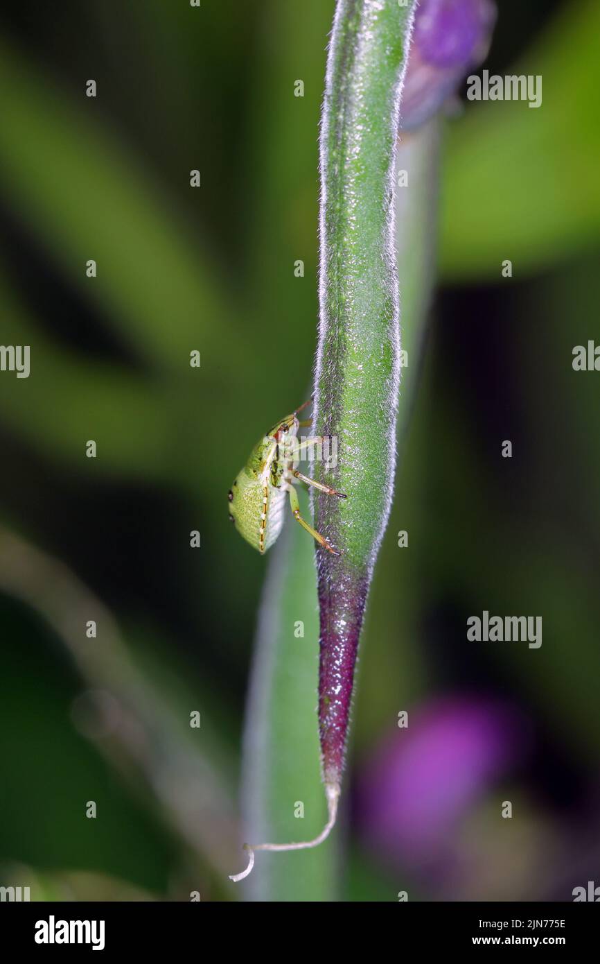 Larves de punaises de bouclier (Pentatomidae) se nourrissant de haricots. Banque D'Images
