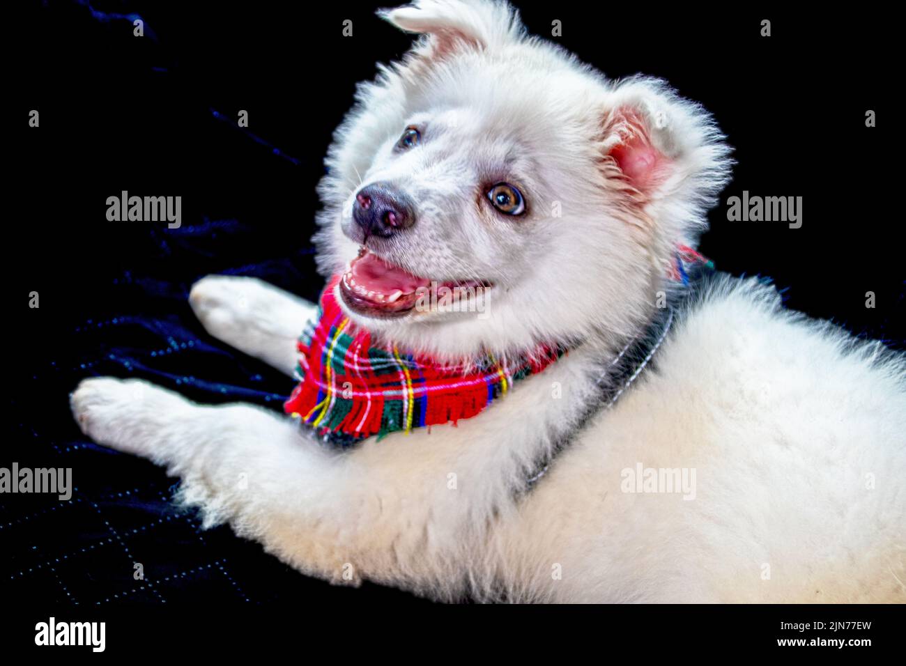 Jeune américain Eskimo à yeux brillants - Eskie - chiot avec bandana à carreaux rouges et halter posant sur fond arrière-plan Banque D'Images