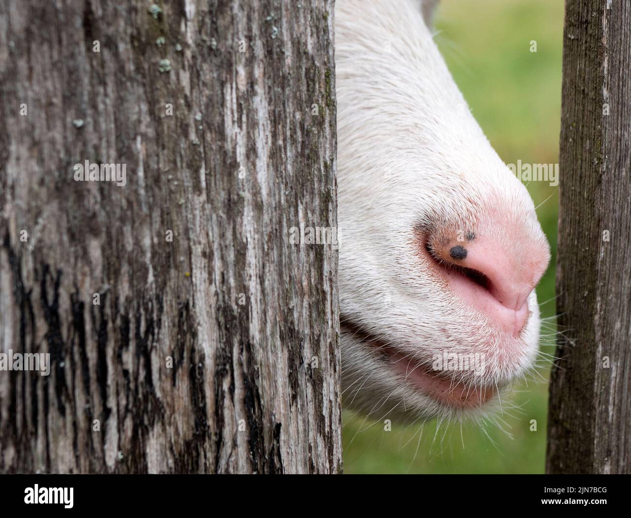 Museau de chèvre au nez rose, gros plan. Reproduction de chèvres, espace de copie. CUD-mamal à capuchon à mâcher Banque D'Images