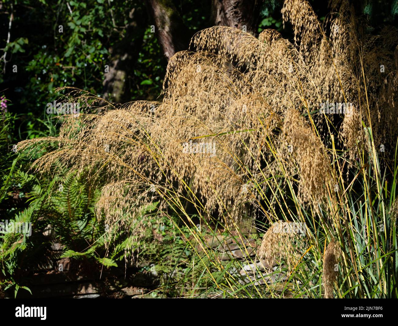 Cascades plulose floraison pointes de l'été floraison herbe de tussbuck ververt dur, Chionochloa oscua Banque D'Images