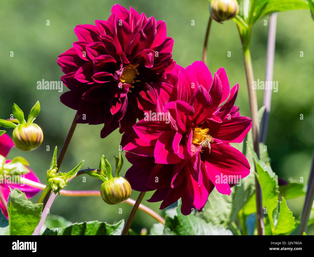 Double fleur rose-magenta de la dahlia décorative, Dahlia Admiral 'Rawlingss' Banque D'Images