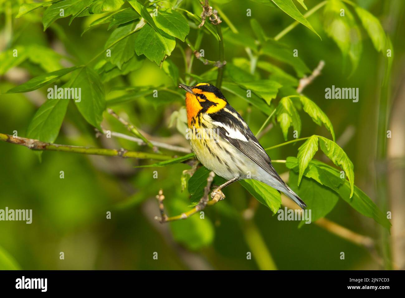 Paruline à gorge orangée (Dendroica fusca), homme, plumage nuptial Banque D'Images