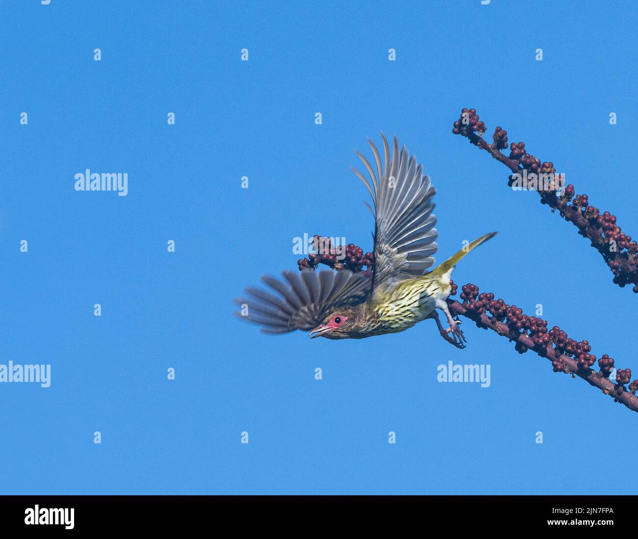 Oiseau de Figbird Australasien (Sphecotheres flaviventris) décollage d'une succursale avec baies, Mungulla Station, Queensland, Queensland, Queensland, Australie Banque D'Images