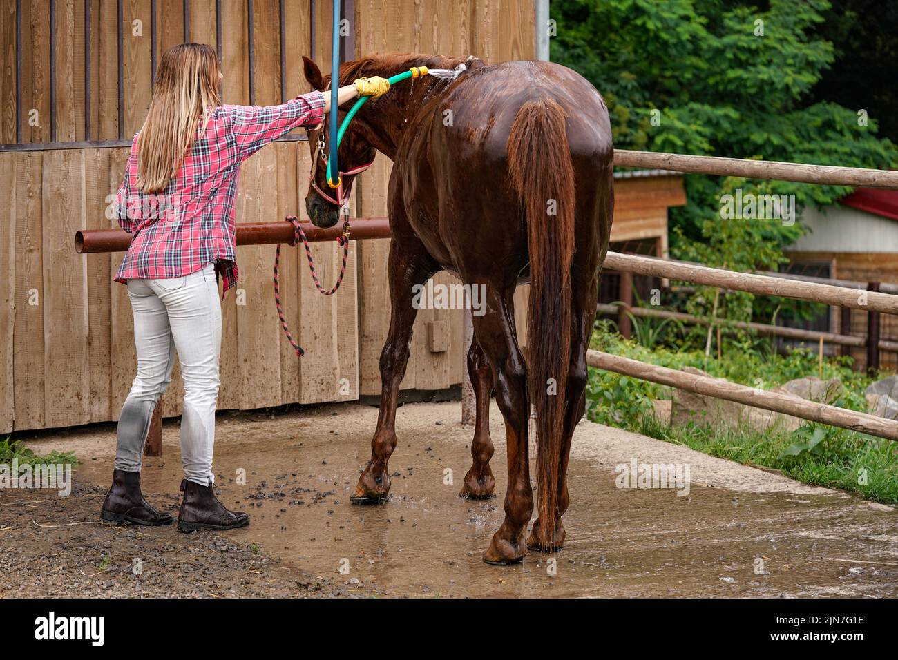 Une jeune femme en chemise se lavant un cheval brun après le trajet, de l'eau s'écoulant du tuyau près des écuries Banque D'Images