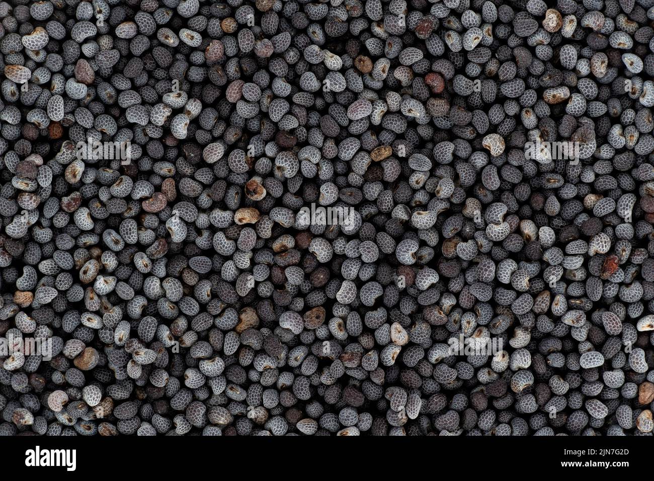 Graines de pavot noir ou bleu sous microscope, largeur de l'image 23mm Banque D'Images