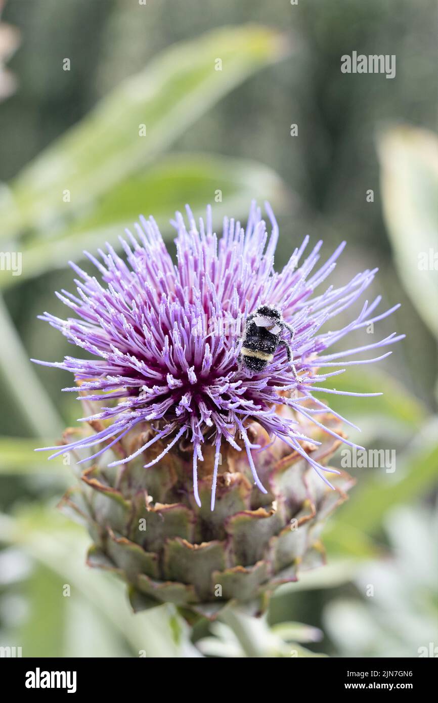 Les abeilles collectant le pollen d'une fleur de chardon d'artichaut. Banque D'Images