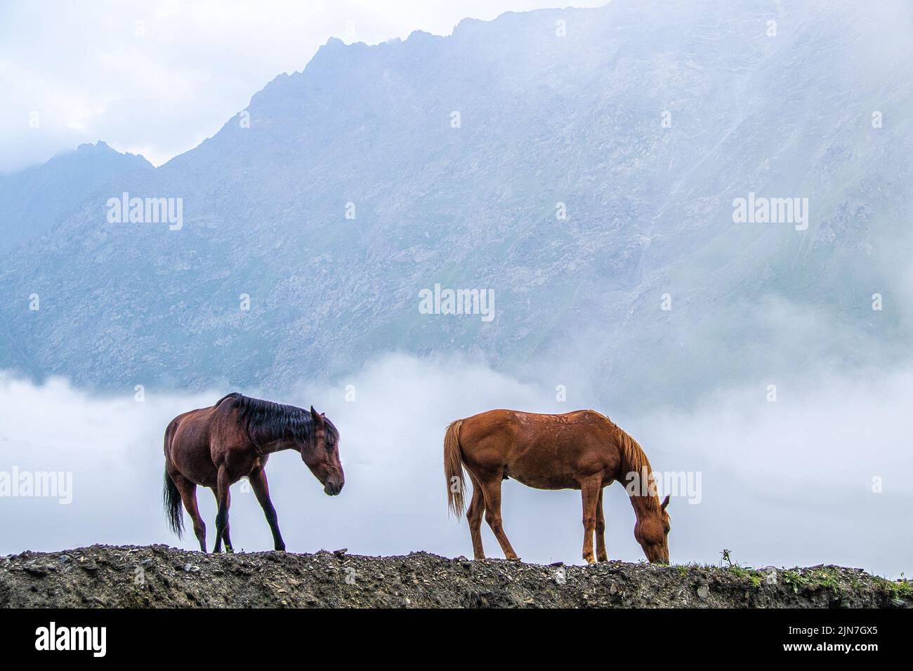 Deux chevaux paître dans les montagnes de la Géorgie des Caucuses - à quelques kilomètres de la frontière russe avec des montagnes enveloppées de brouillard derrière eux Banque D'Images