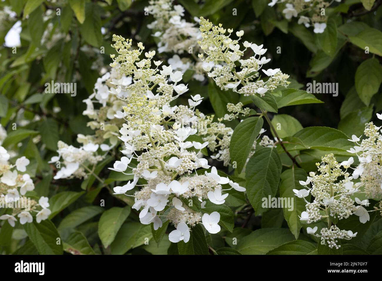 Hydrangea paniculata 'Grandiflora'. Banque D'Images