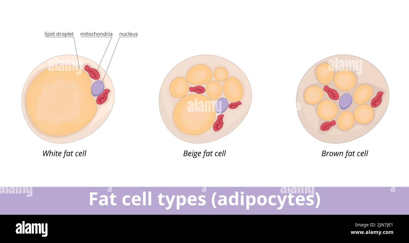 Types de cellules graisseuses (adipocytes). Les adipocytes sont classés en trois types de cellules différents : blanc, marron et beige et sont remplis de gouttelettes lipidiques Illustration de Vecteur