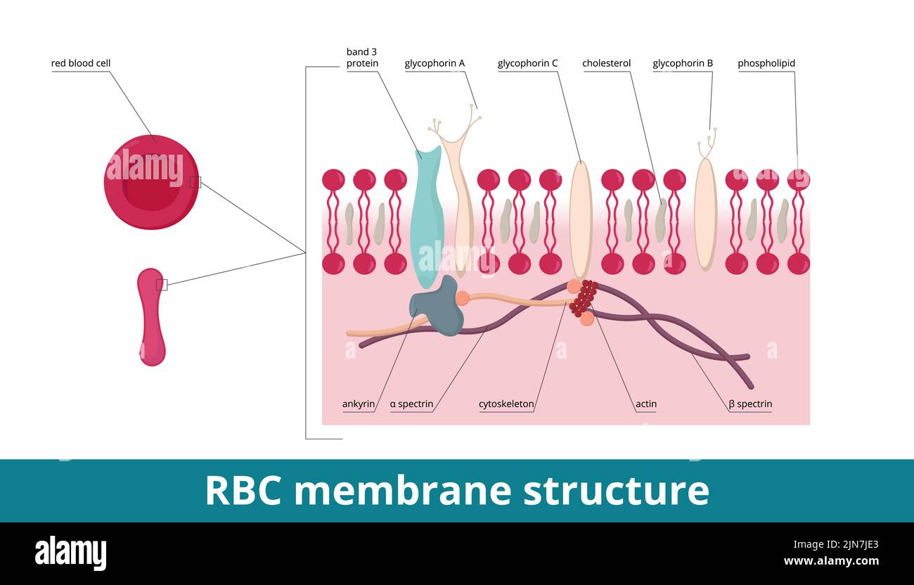 Membrane de globules rouges. Squelette membranaire : l'ankyrine et la spectrine sont deux protéines principales, le cytosquelette, la protéine de bande 3 et les glycophorines (A, B, Et C). Illustration de Vecteur