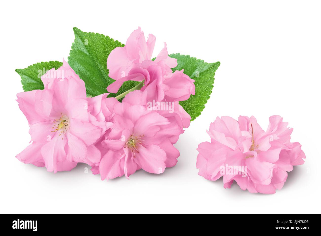 Fleur de cerisier de Sakura isolée sur fond blanc avec pleine profondeur de champ Banque D'Images