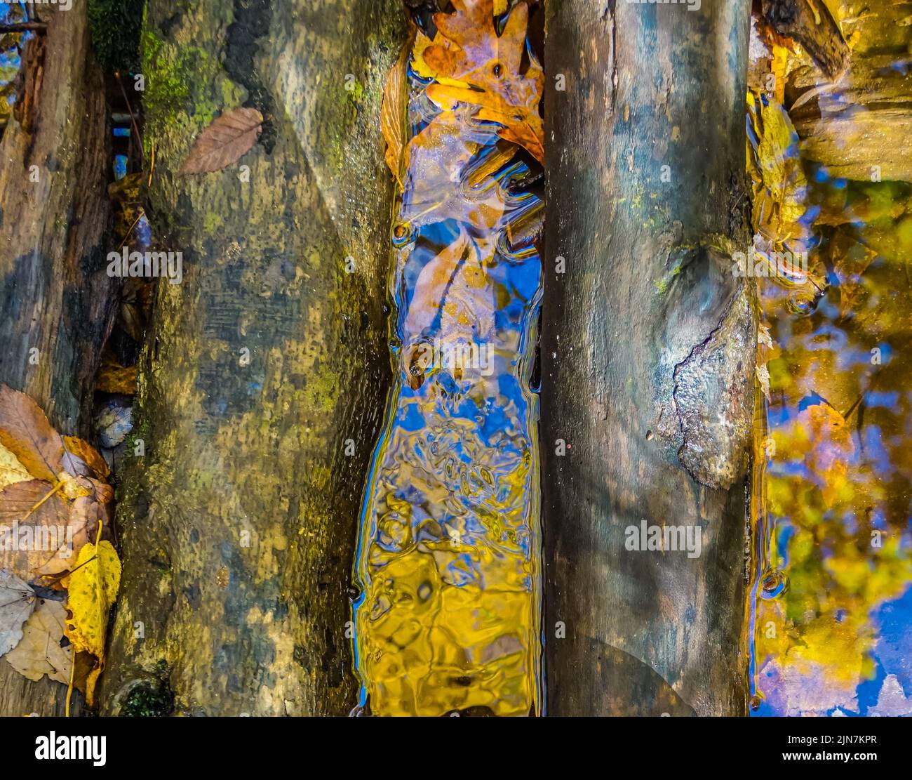 Les feuilles de couleur automnale sont tombées dans l'eau entre les billes submergées. Banque D'Images