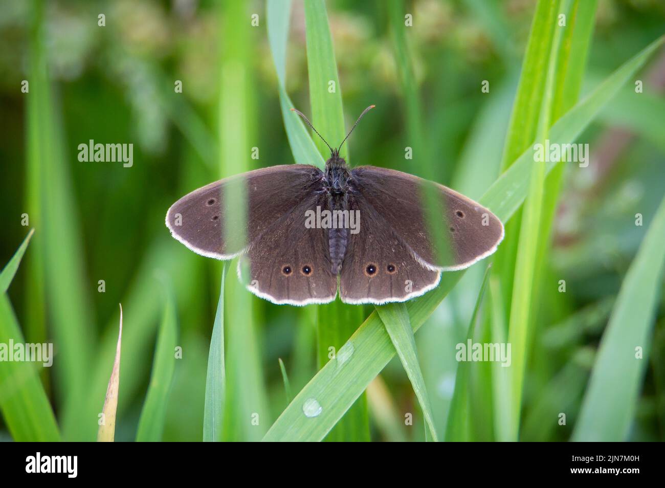 Le papillon de Ringlet s'est installé entre l'herbe humide Banque D'Images